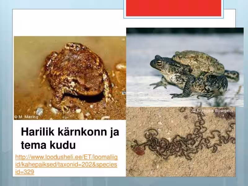 Harivesilik kaitse – sinu kodumaja ja pere turvalisuse alus